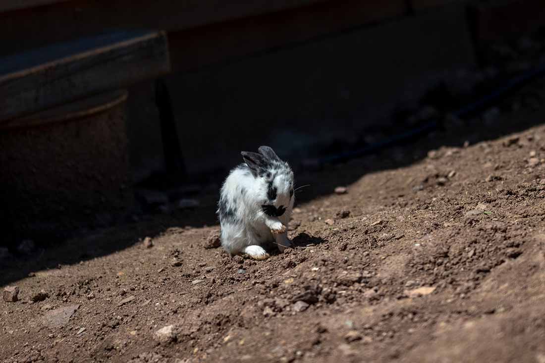 Die Farnkaninchen - Familienferien und Kinderparadies mit Kaninchen auf dem Farnbauernhof in Schönwald im 