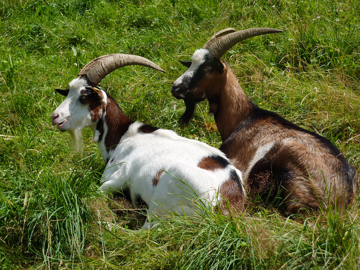 Farntiere - Familienferien und Kinderparadies mit Tieren auf dem Farnbauernhof in Schönwald im Schwarzwald