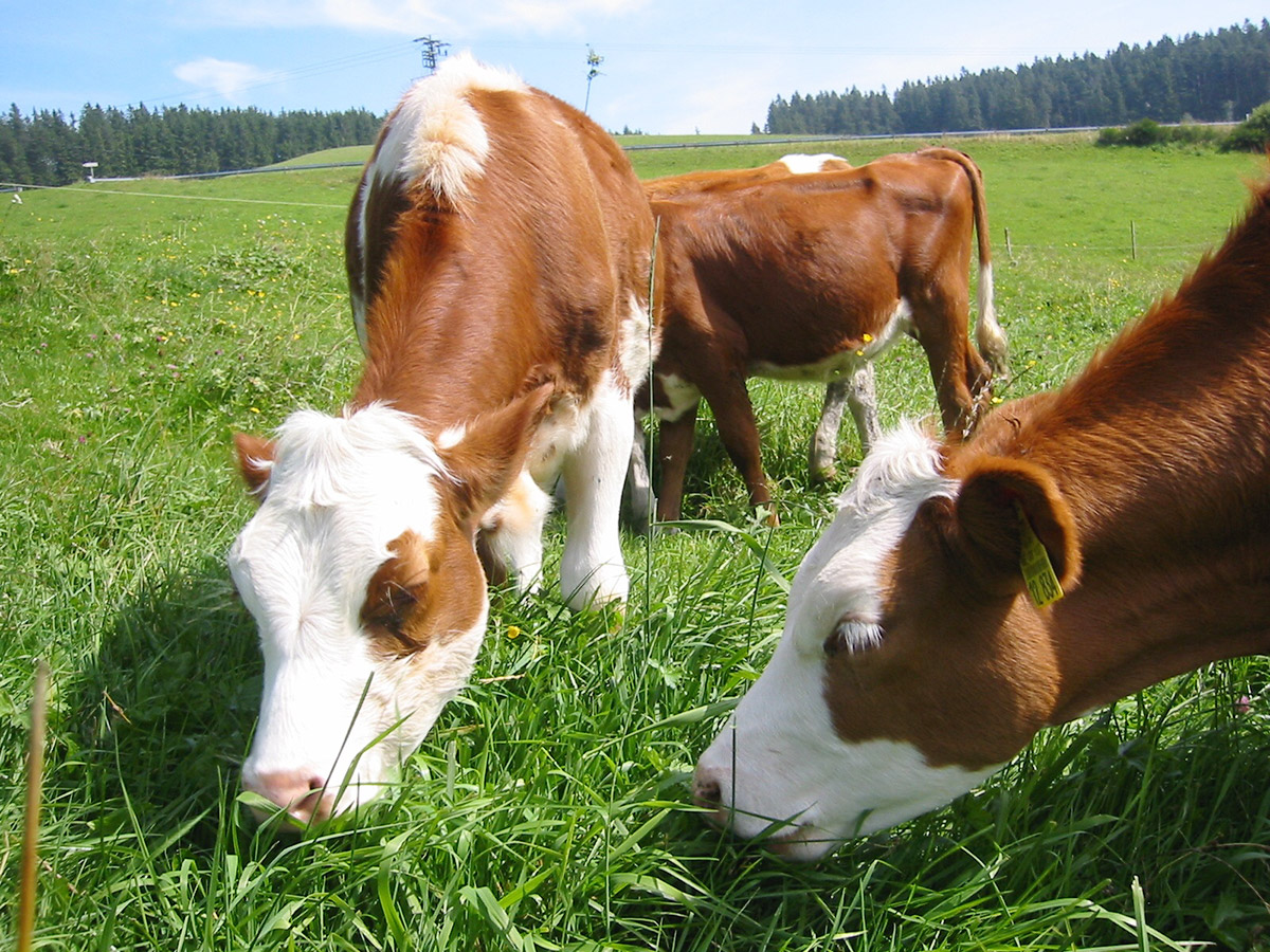 Farntiere Kühe - Familienferien und Kinderparadies mit Tieren auf dem Farnbauernhof in Schönwald im Schwarzwald