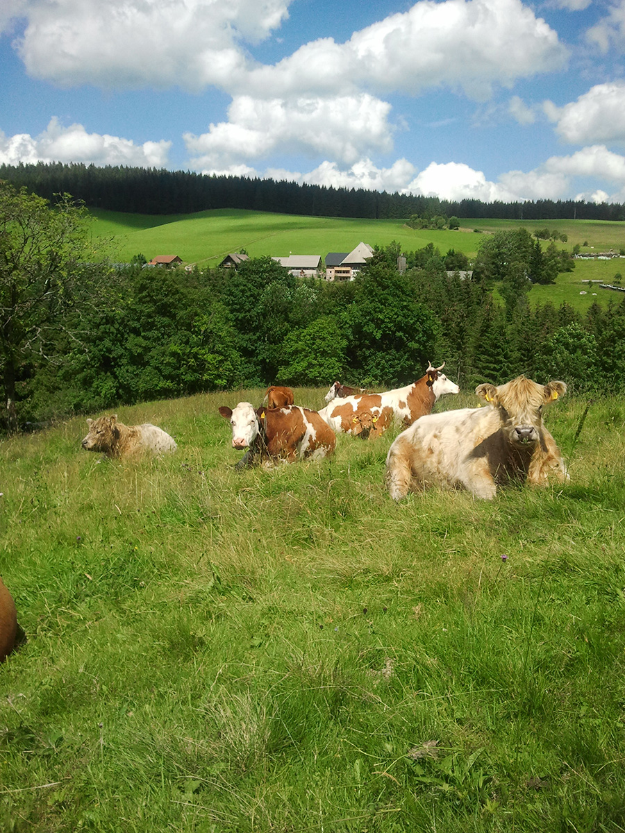 Farntiere - Familienferien und Kinderparadies mit Tieren auf dem Farnbauernhof in Schönwald im Schwarzwald