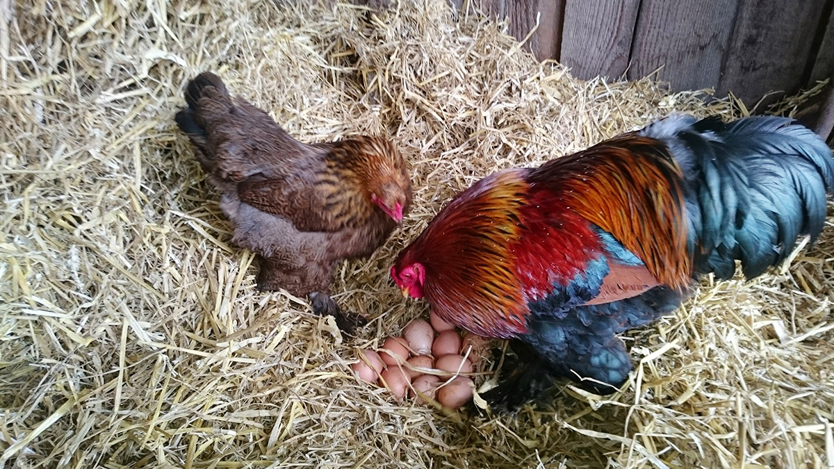 Farntiere Hahn und Henne - Familienferien und Kinderparadies mit Tieren auf dem Farnbauernhof in Schönwald im Schwarzwald