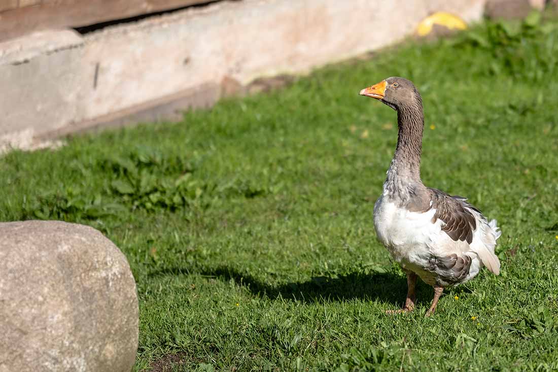 Die Farnkühe - Nachhaltige Familienferien und umweltbewusstes Kinderparadies mit Tieren auf dem Farnbauernhof in Schönwald im Schwarzwald