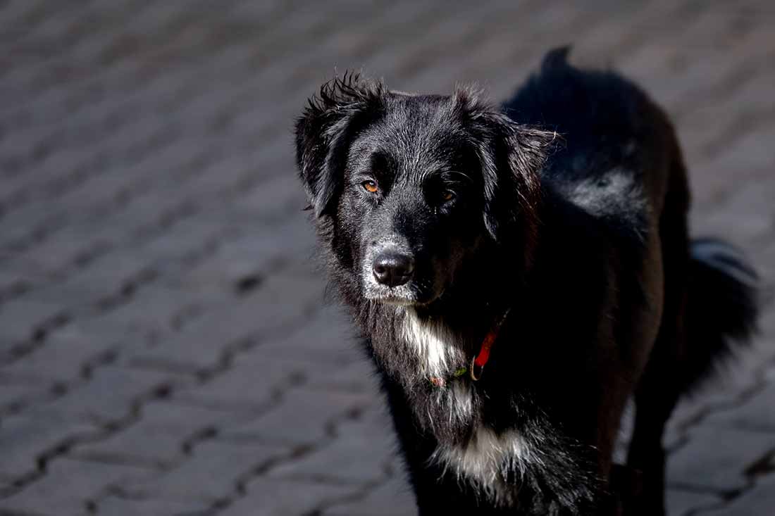 Hofhündin Bella - Familienferien und Kinderparadies auf dem Farnbauernhof in Schönwald im Schwarzwald