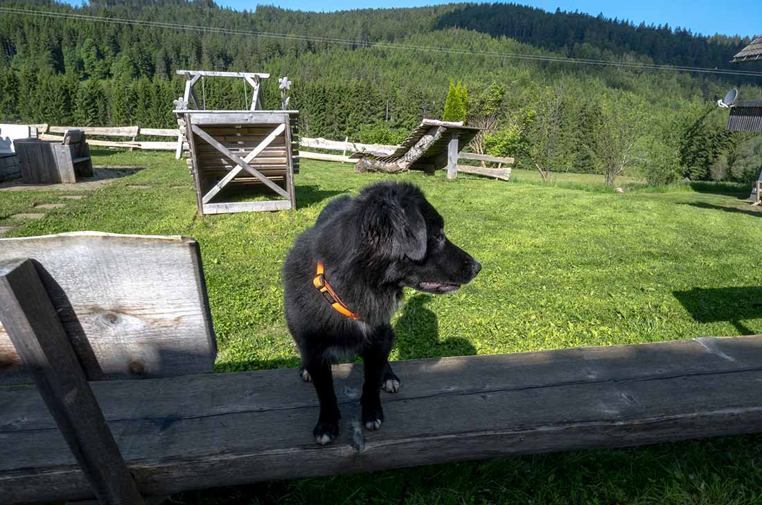 Hofhündin Bella - Familienferien und Kinderparadies auf dem Farnbauernhof in Schönwald im Schwarzwald