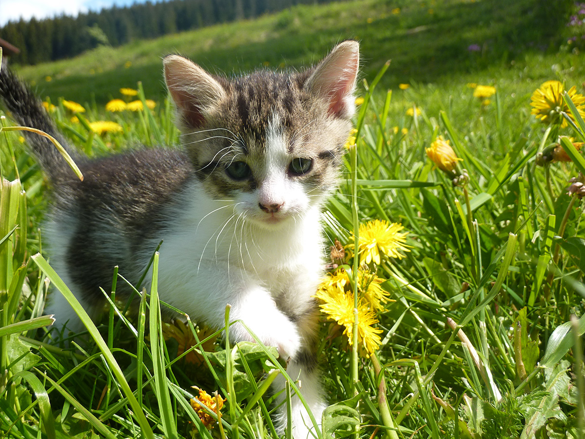 Farntiere Kätzchen - Familienferien und Kinderparadies mit Tieren auf dem Farnbauernhof in Schönwald im Schwarzwald
