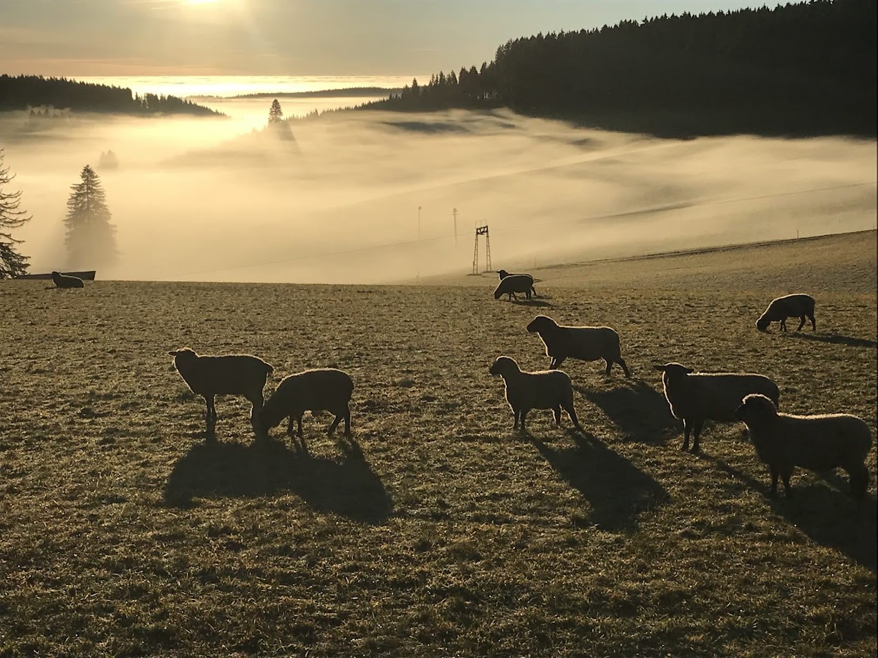 Farntiere Schafe - Familienferien und Kinderparadies mit Tieren auf dem Farnbauernhof in Schönwald im Schwarzwald