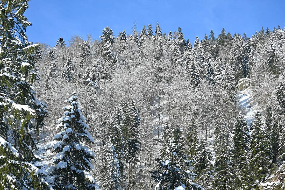 Winterzauber - Familienferien und Kinderparadies auf dem Farnbauernhof in Schönwald im Schwarzwald
