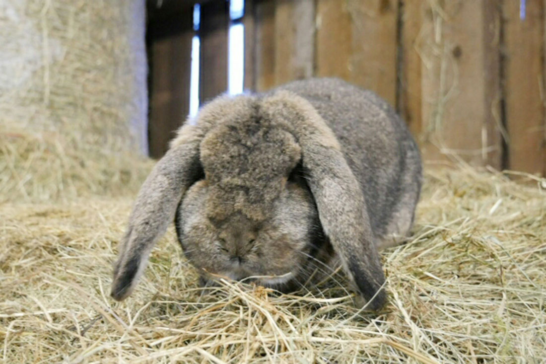 Die Farnkaninchen - Familienferien und Kinderparadies mit Kaninchen auf dem Farnbauernhof in Schönwald im 