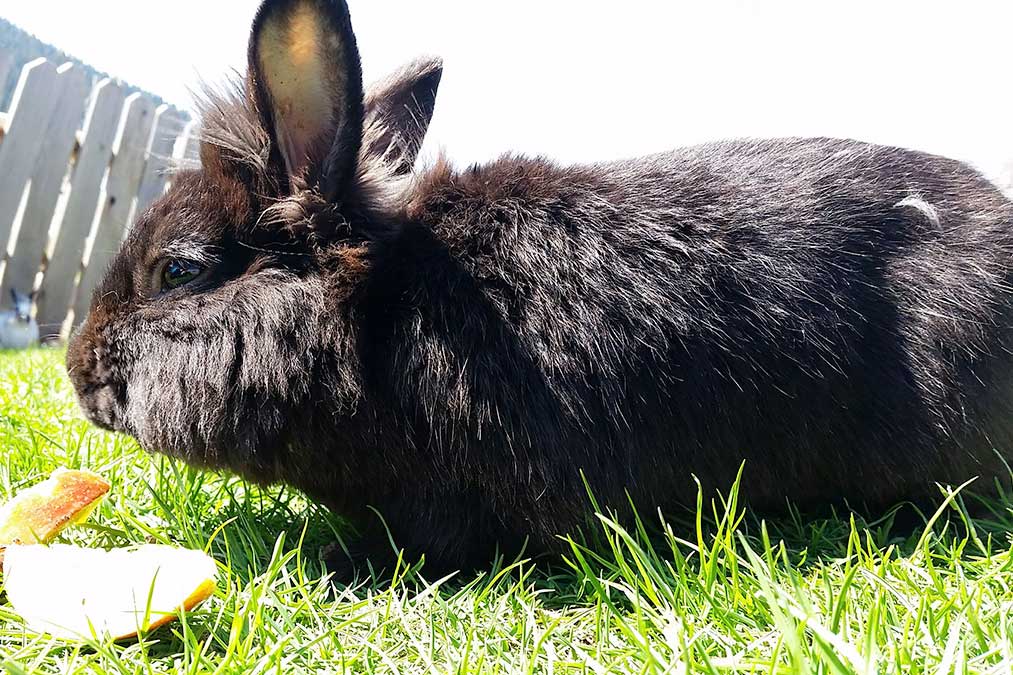 Die Farnkaninchen - Familienferien und Kinderparadies mit Kaninchen auf dem Farnbauernhof in Schönwald im 
