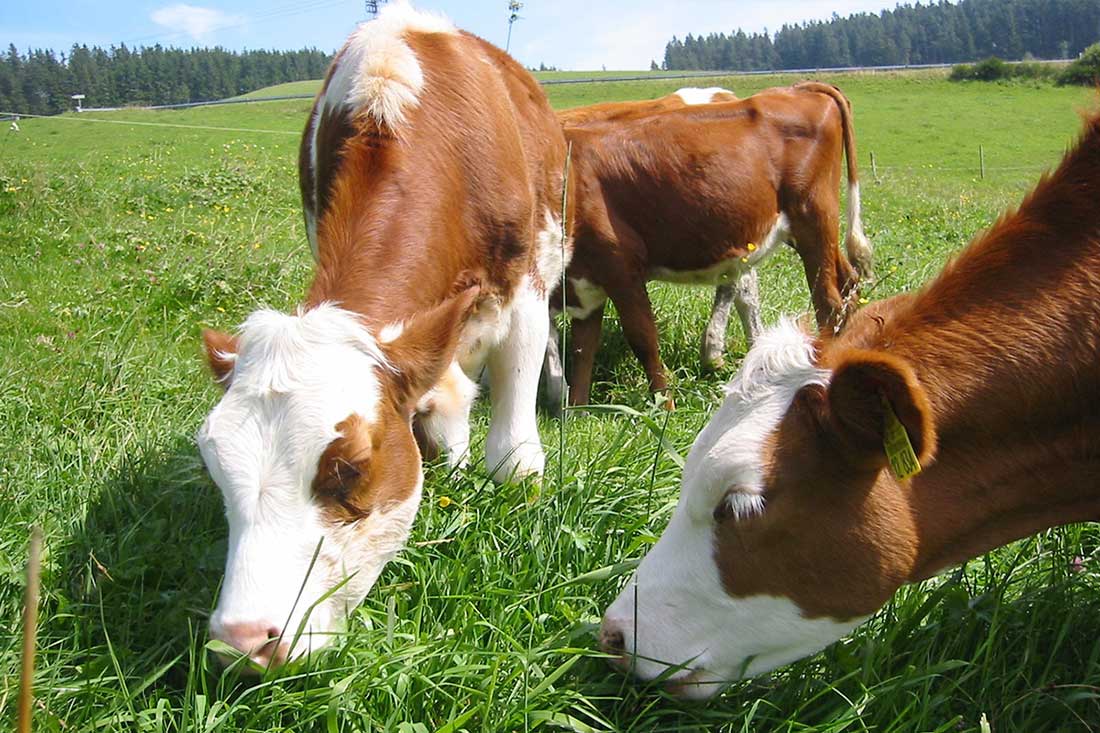 Die Farnkühe - Familienferien und Kinderparadies mit Kühen auf dem Farnbauernhof in Schönwald im