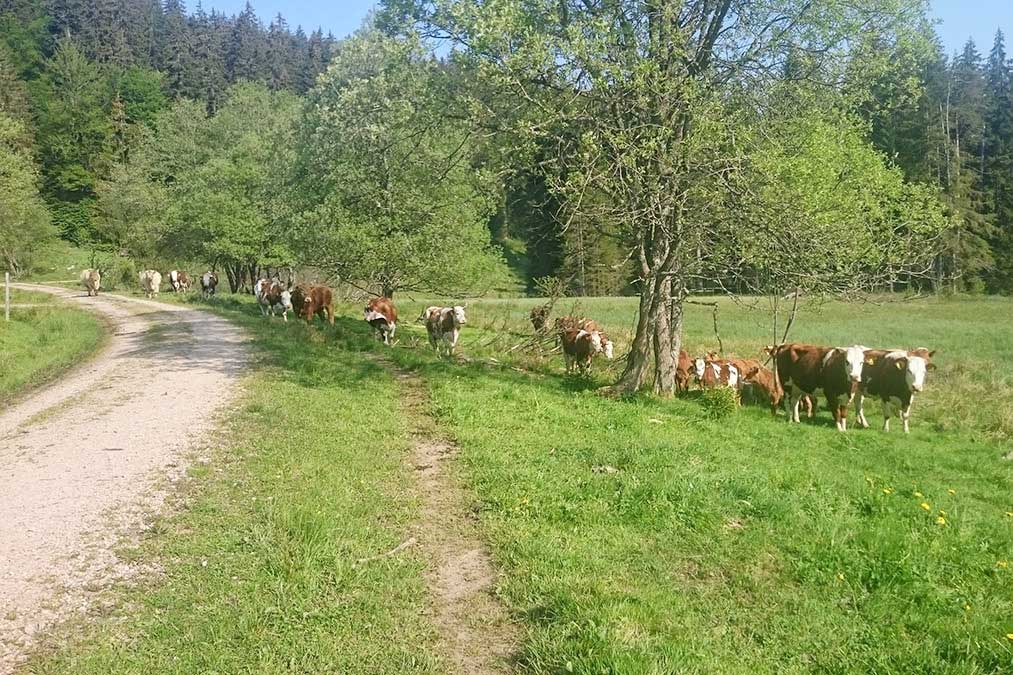 Die Farnkühe - Familienferien und Kinderparadies mit Kühen auf dem Farnbauernhof in Schönwald im