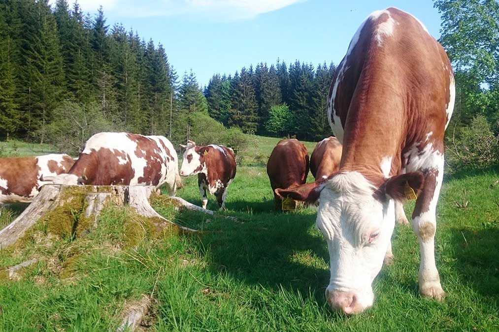 Die Farnkühe - Familienferien und Kinderparadies mit Kühen auf dem Farnbauernhof in Schönwald im