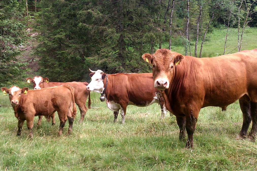 Die Farnkühe - Familienferien und Kinderparadies mit Kühen auf dem Farnbauernhof in Schönwald im