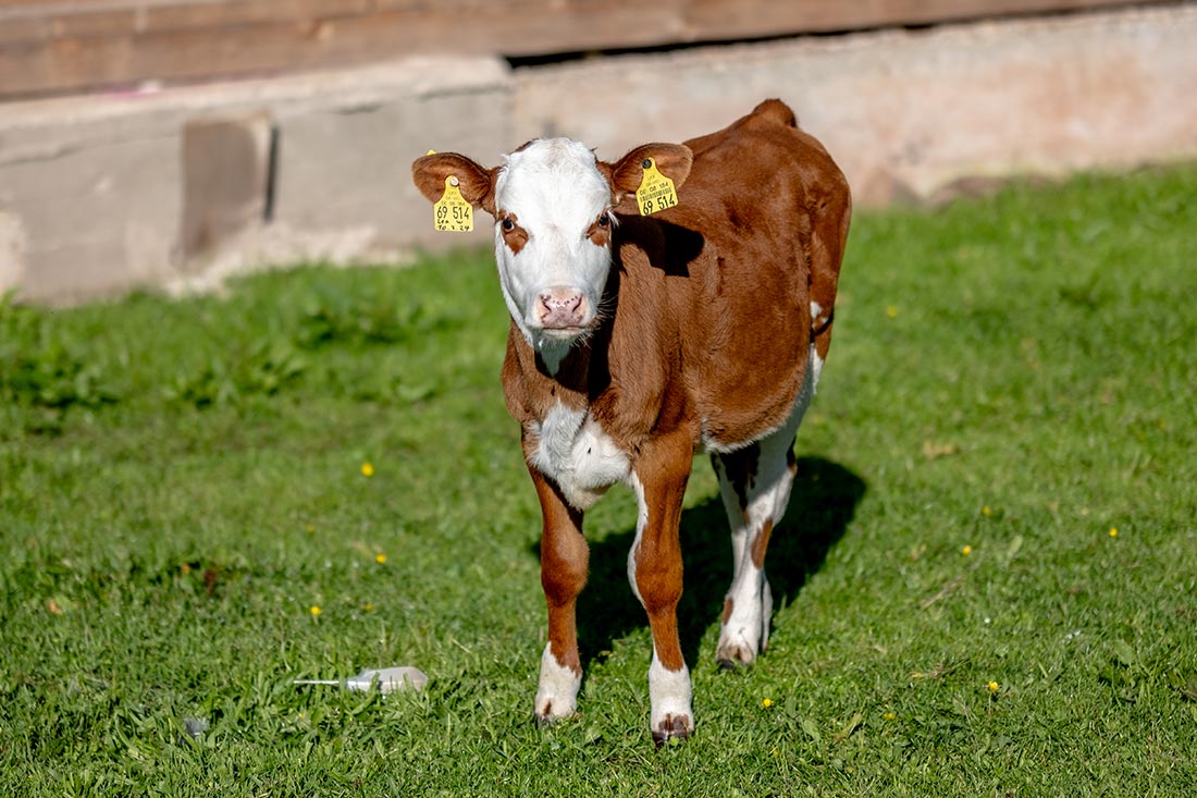 Die Farnkühe - Familienferien und Kinderparadies mit Kühen auf dem Farnbauernhof in Schönwald im