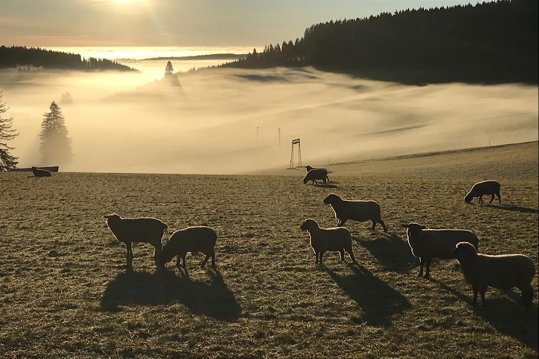 Die Farnschafe - Familienferien und Kinderparadies mit Schafen auf dem Farnbauernhof in Schönwald im 