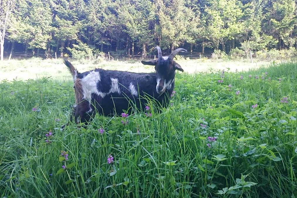 Farntiere Ziege - Familienferien und Kinderparadies mit Tieren auf dem Farnbauernhof in Schönwald im Schwarzwald