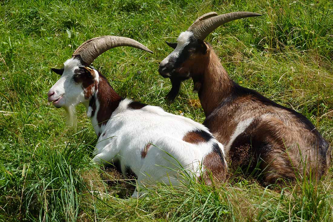 Farntiere Ziege - Familienferien und Kinderparadies mit Tieren auf dem Farnbauernhof in Schönwald im Schwarzwald
