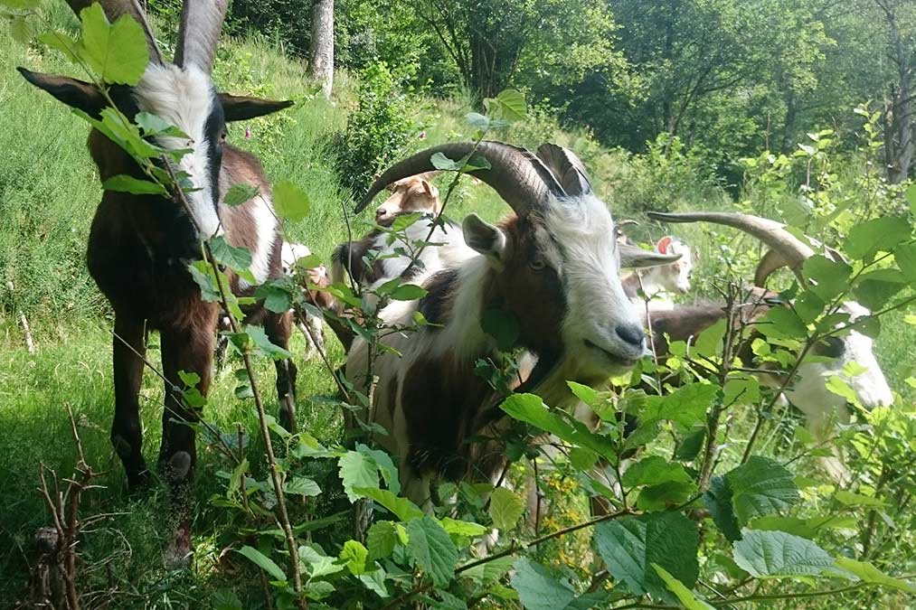 Farntiere Ziege - Familienferien und Kinderparadies mit Tieren auf dem Farnbauernhof in Schönwald im Schwarzwald