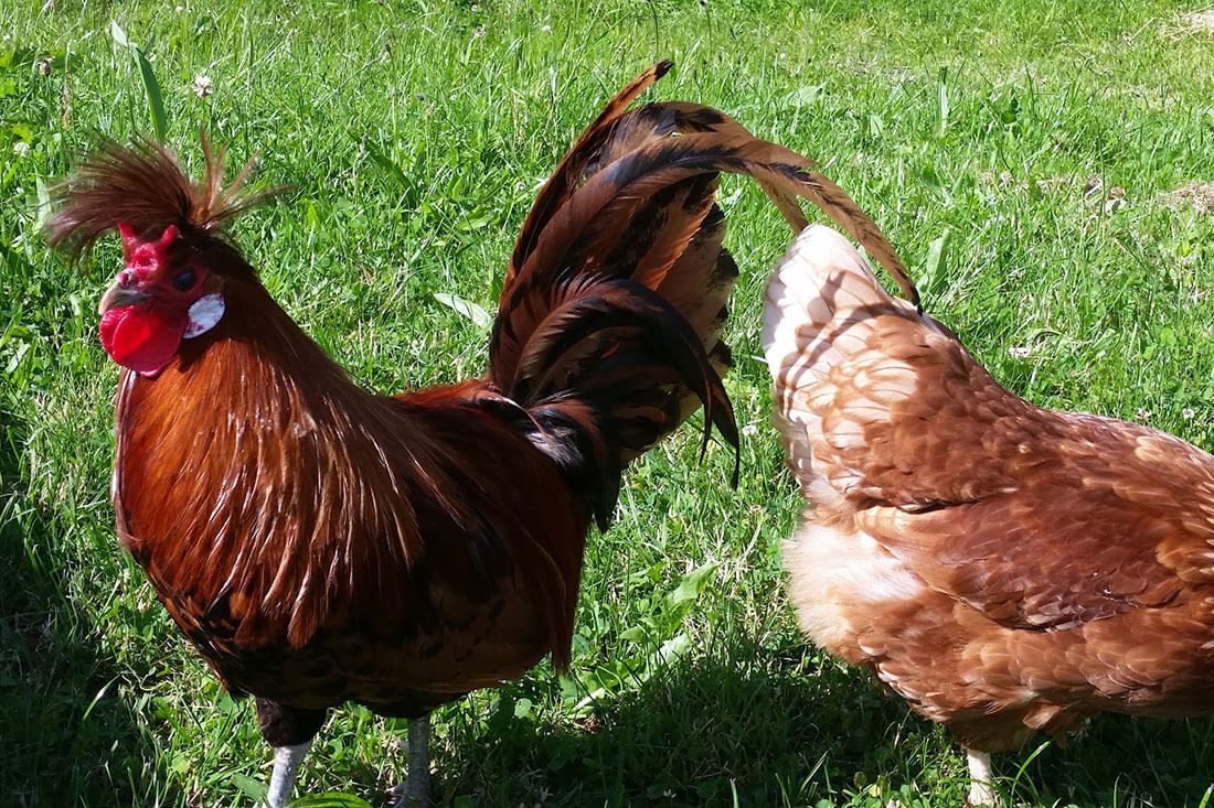 Unsere Farnhühner fühlen sich in unserer gesunden, natürlichen und nachhaltig bewirtschafteten Umwelt wohl!