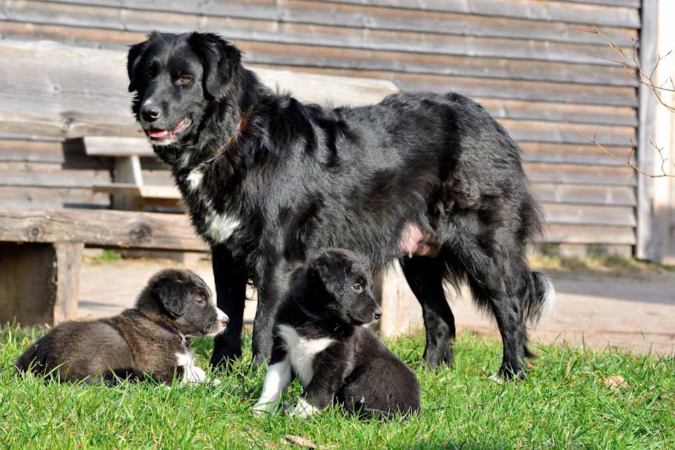 Unsere Hofhündin Bella mit ihren Welpen 