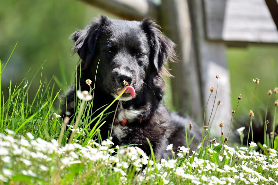 Farnhündin Bella, die treue Hofhündin unseres Farnbauernhofs
