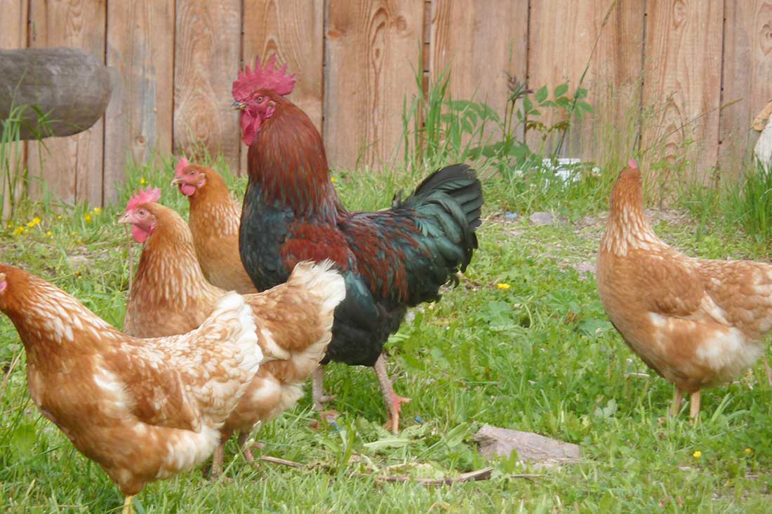 Unser Farnhahn und unsere Farnhühner fühlen sich in unserer gesunden, natürlichen und nachhaltig bewirtschafteten Umwelt wohl!