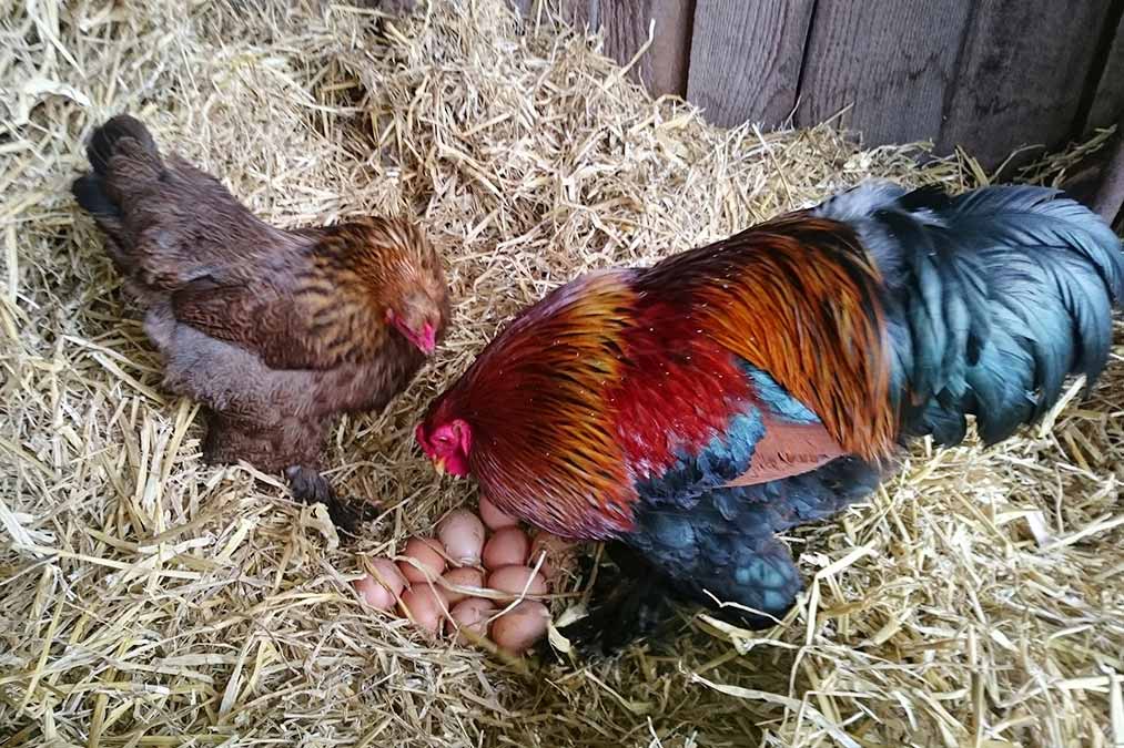 Die Farnhühner und ihr Hahn - Familienferien und Kinderparadies mit Tieren auf dem Farnbauernhof in Schönwald im 