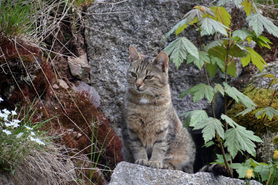 Die Farnkatzen und ihr Kater Peter fühlen sich in unserer gesunden, natürlichen Umgebung wohl!