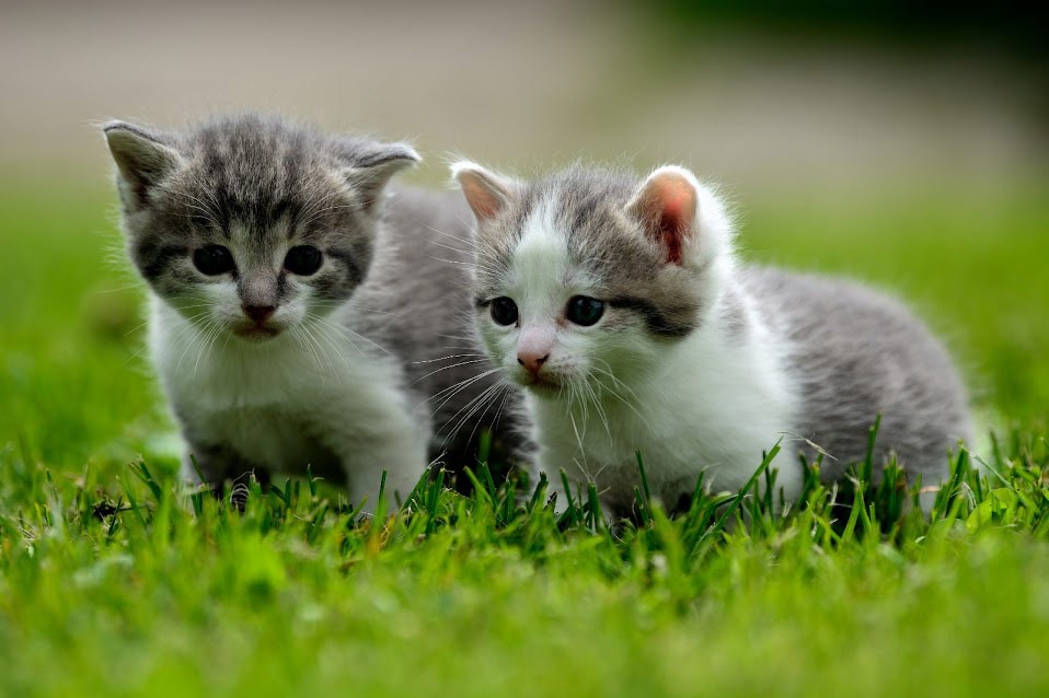 Die jungen Farnkätzchen erkunden unsere gesunde und umweltbewusst bewirtschaftete Natur!