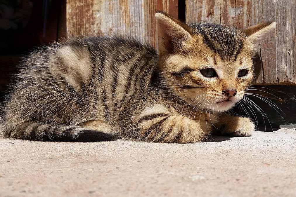 Farnkätzchen - Familienferien und Kinderparadies mit Tieren auf dem nachhaltig geführten Urlaubsbauernhof in Schönwald im Schwarzwald