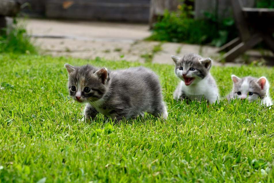 Die jungen Farnkätzchen erkunden unsere gesunde und umweltbewusst bewirtschaftete Natur!
