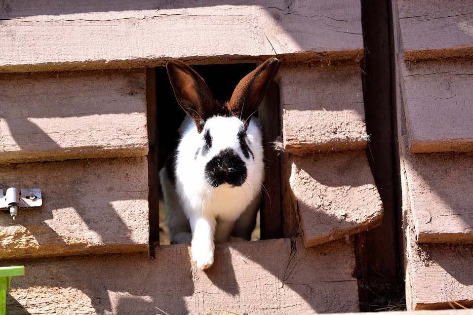 Die Farnkaninchen lieben die natürliche Umgebung auf dem Farnbauernhof in Schönwald im Schwarzwald