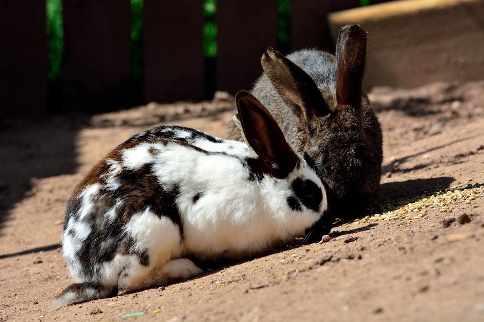 Unsere Kaninchen lieben die natürliche, nachhaltige Umgebung auf dem Farnbauernhof