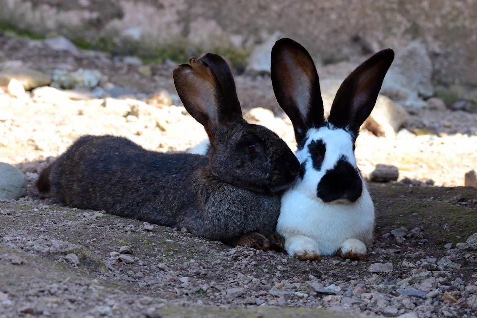 Unsere Farnkaninchen lieben die natürliche und umweltbewusste Umgebung auf dem Farnbauernhof