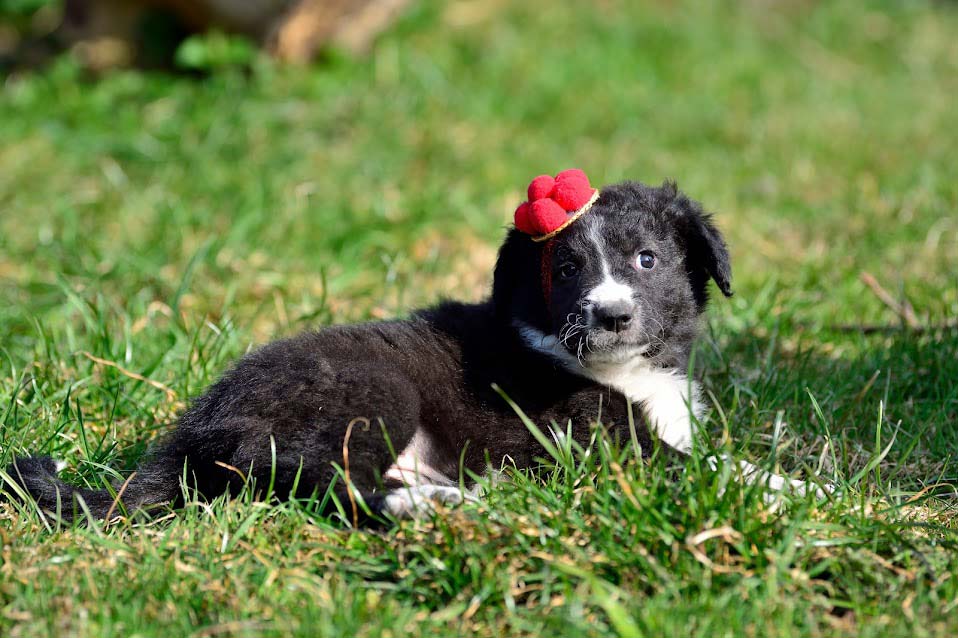 Die Hundewelpen feiern den schönsten Schwarzwald in der freien Natur auf unserem Bauernhof!