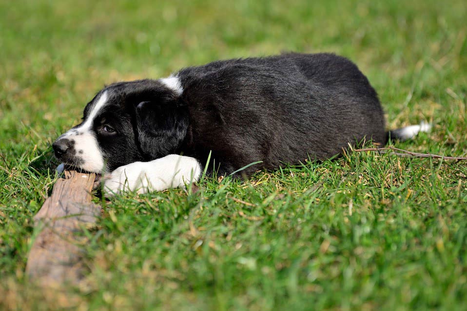Die Hundewelpen genießen ihr Dasein in der freien Natur auf unserem schönen Gelände!