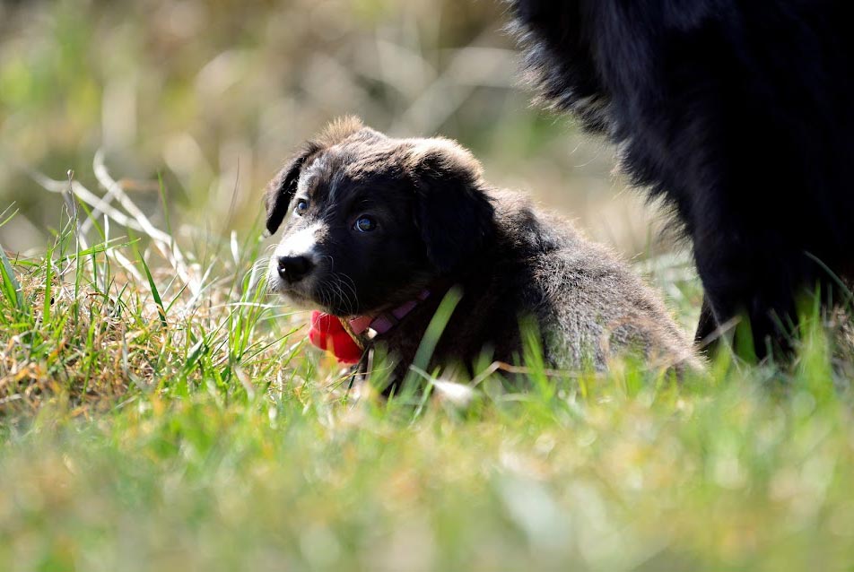 Die Hundewelpen genießen ihre Freiheit auf unserem schönen natürlichen Gelände!