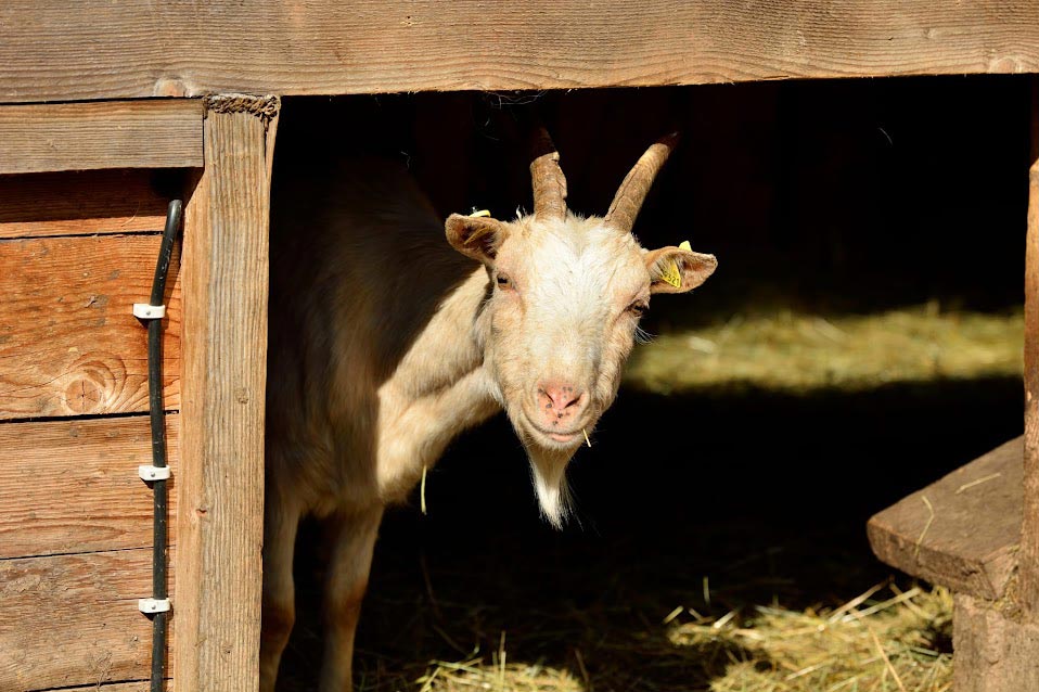 Unsere Ziegen fühlen sich auf unserem natürlichen und umweltbewusst bewirtschafteten Bauernhof sichtlich wohl!
