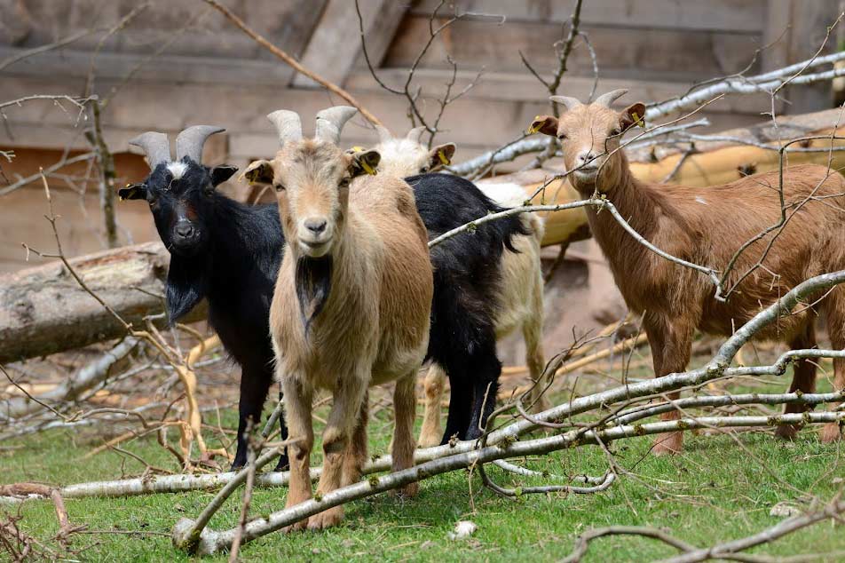 Unsere Ziegen fühlen sich in unserer gesunden, natürlichen und nachhaltig bewirtschafteten Umwelt sichtlich wohl!