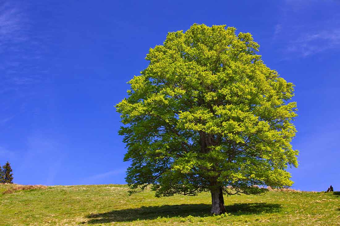 Wellness im Schwarzwald - Meditation in herrlicher Natur